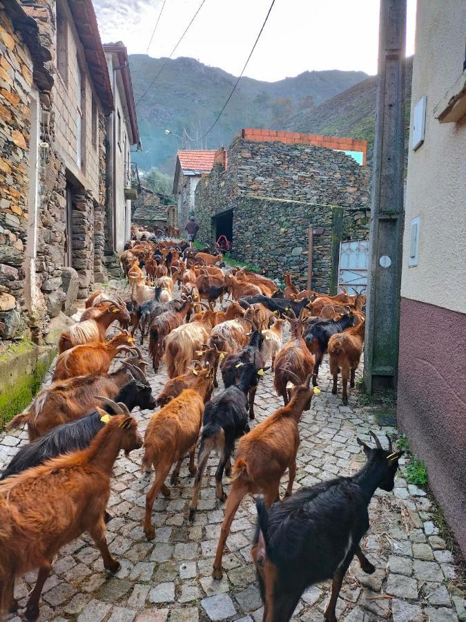 Casa Do Avo Ze Villa Covas do Monte Dış mekan fotoğraf